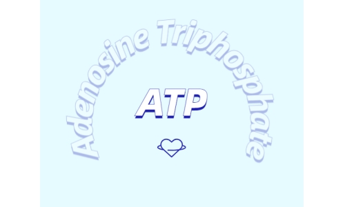 ATP在體育鍛煉中有什么作用？