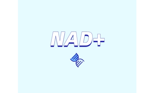 NAD與NMN的全新概念？